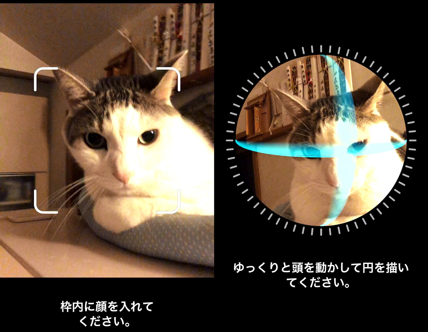 Iphone Xのface Idはネコでもロック解除できる 実際に試してみたら予想外の展開に Engadget 日本版