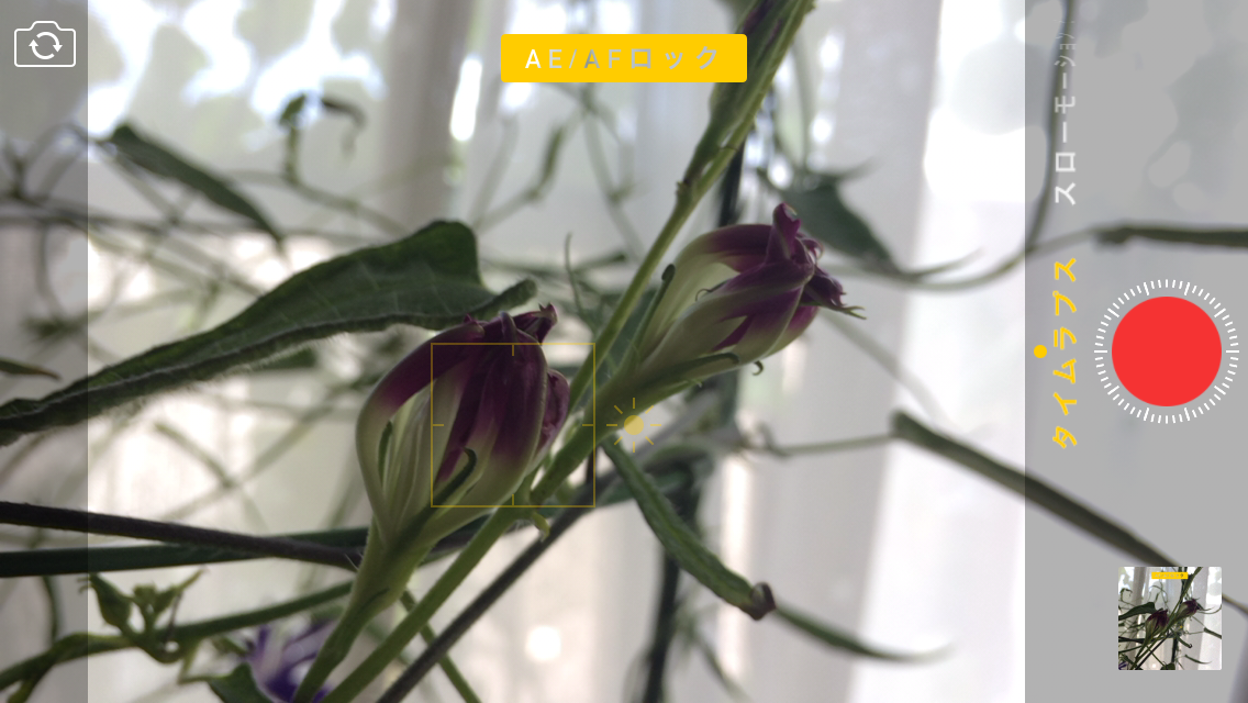 Iphoneのタイムラプス撮影がじわじわ動いて楽しい 24時間かけて朝顔の開花シーンを撮影してみました Engadget 日本版
