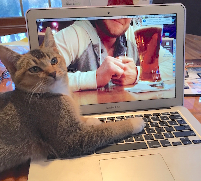 Graham the cat and his MacBook Air