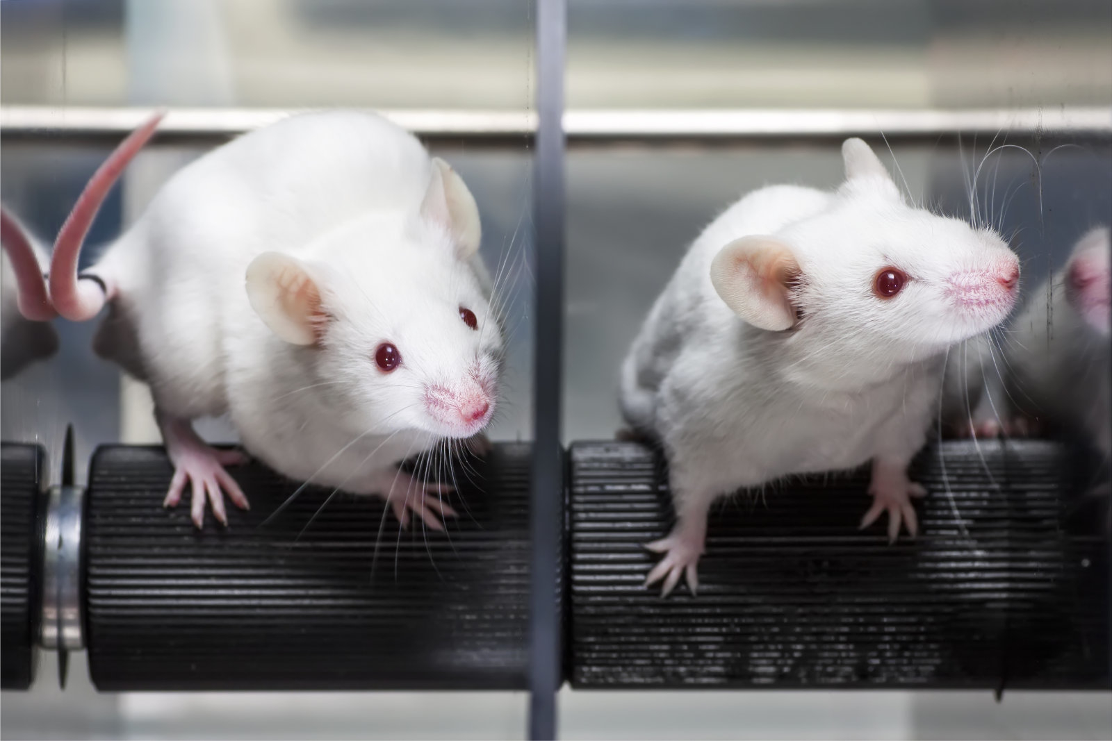 Laboratory mice in the rotarod performance test