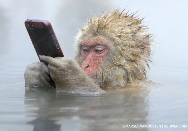 Snow Monkey using an iPhone