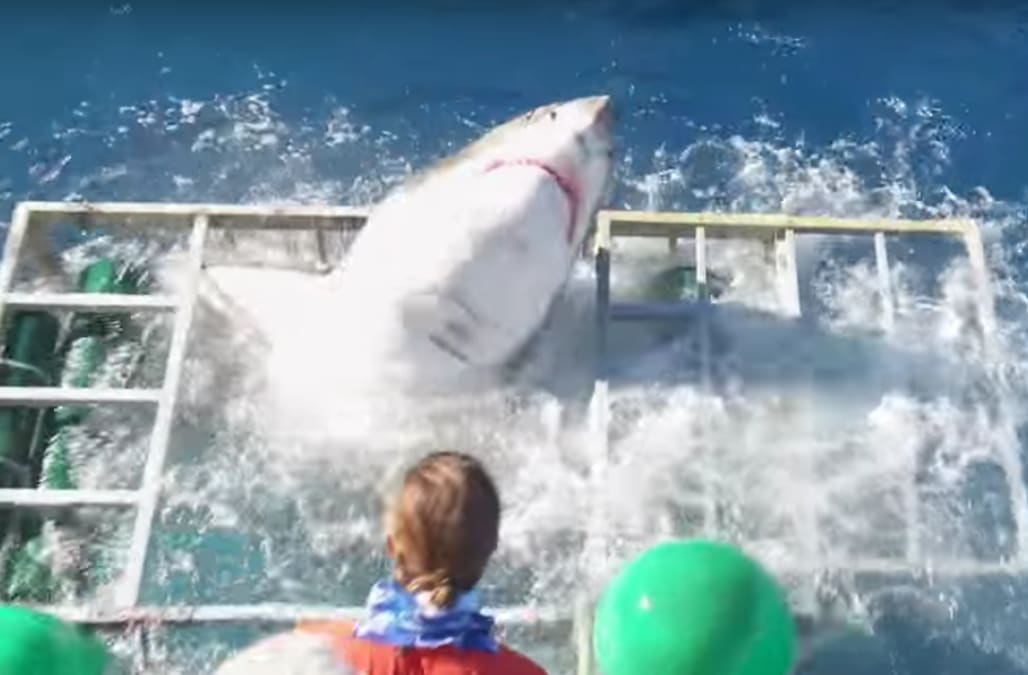 Terrifying Video Shows Great White Shark Break Into Cage With Diver Still Inside