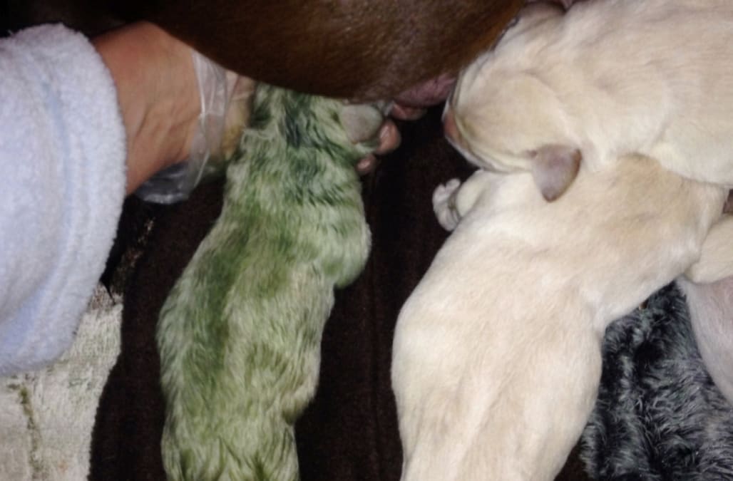 Golden Retriever puppy is born with green fur