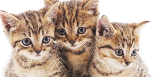 Three small kittens isolated on a white background.