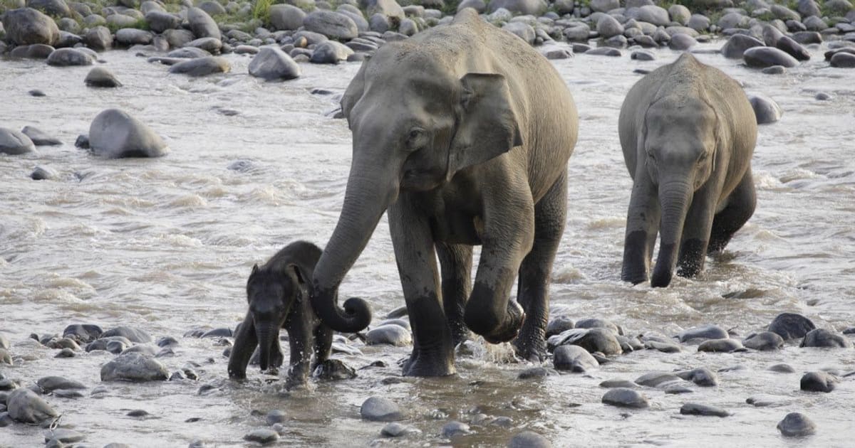 Asian Elephants Killed For Their Skin In Emerging Poaching 