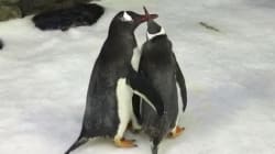 Ce couple de pingouins mâles élève un bébé