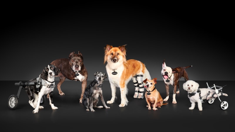 Subaru Loves Pets Month ayudó a 36,000 mascotas necesitadas a encontrar un hogar