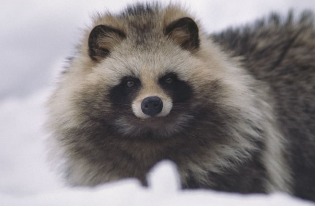 a dog that looks like a fluffy raccoon