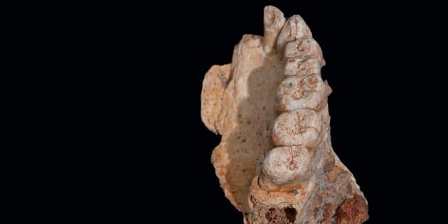 Ce fossile nous apprend que l'Homme a quitté l'Afrique bien plus tôt que ce que l'on pensait.