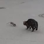 Ce chat est tombé sur le rat le plus courageux du