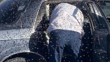 Buick Century attracts 15,000 bees searching for new hive