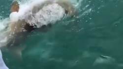 Ce poisson terrasse un requin en quelques