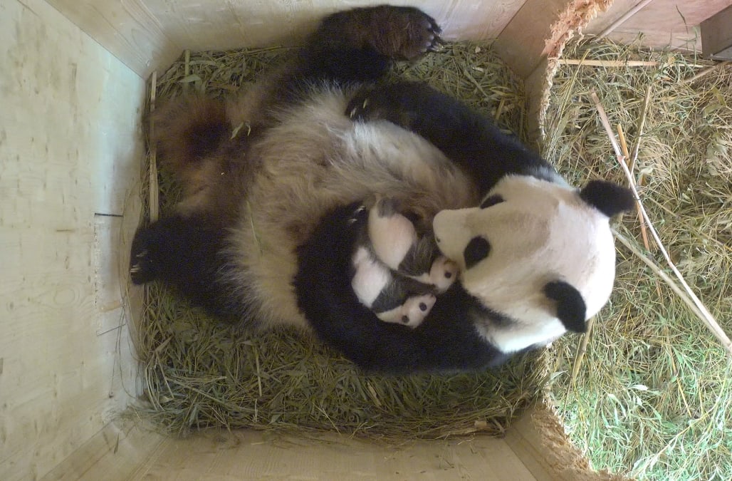 Panda Twin Cubs In Vienna Zoo Have Opened Their Eyes