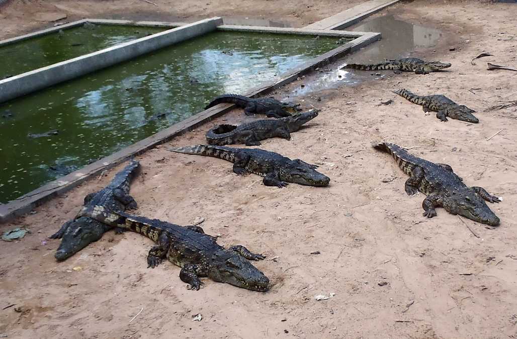 Crocodiles eat 2yearold girl alive in Cambodia