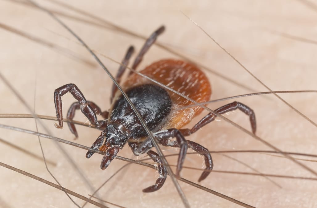 Experts warn tick-borne virus worse than Lyme disease is on the rise