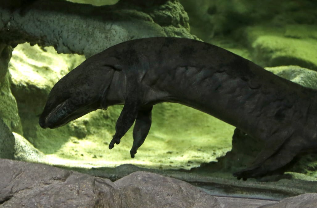 Giant salamander: Scientists believe this newly discovered animal is