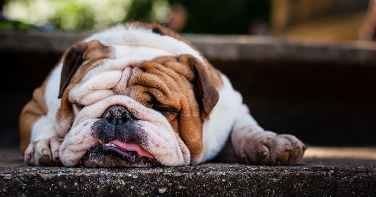 Study Finds Dogs Are Kept Awake At Night Worrying, Too | HuffPost Australia