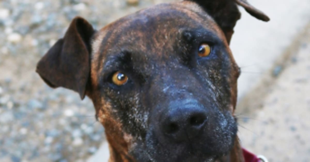 Why Staffys Are The Least Popular Dog For Adoption | HuffPost Australia