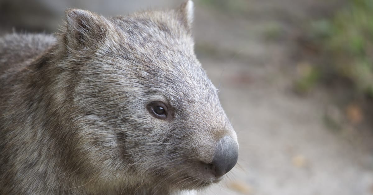 Authorities Probe Claims 40 Wombats Have Been Buried Alive