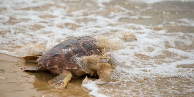 Entre las especies encontradas muertas en las costas mexicanas hay ejemplares en peligro de extinción.