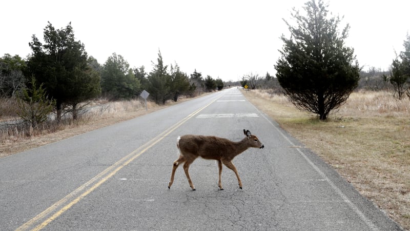 Permanent daylight saving time would prevent 37,000 car-deer crashes, study says