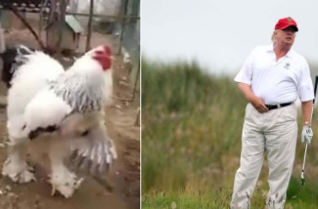 Twitter Explodes Over Meme Comparing Donald Trump And Viral Chicken