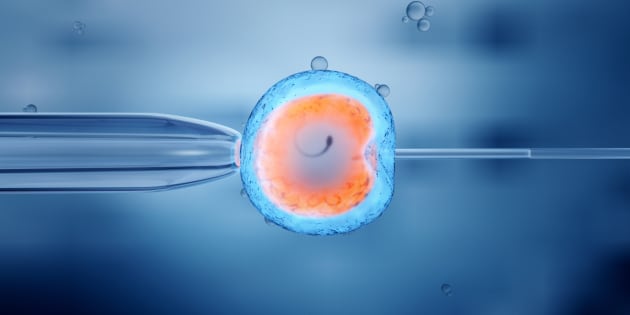 Risultati immagini per embrione artificiale
