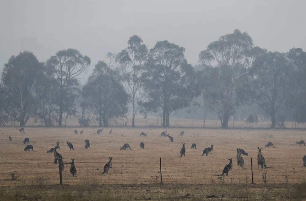 Image result for australia bushfires animals