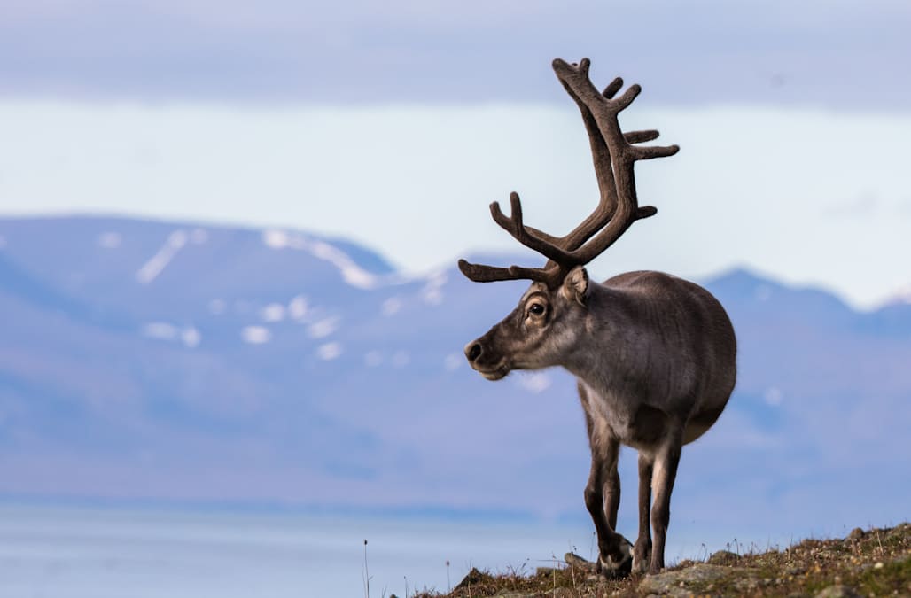 Nearly 200 reindeer found dead due to starvation caused by climate ...