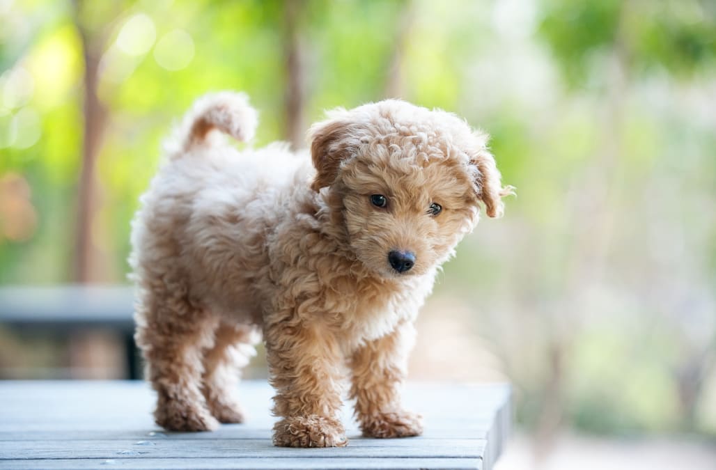 10 adorably small dog breeds that stay small - AOL Lifestyle