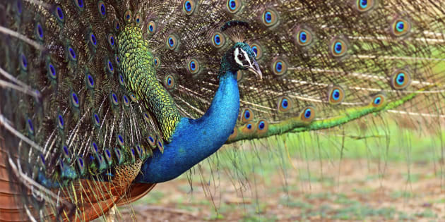 Brahmachari Peacocks And Other Homegrown Desi Beliefs You Can T Miss Huffpost India