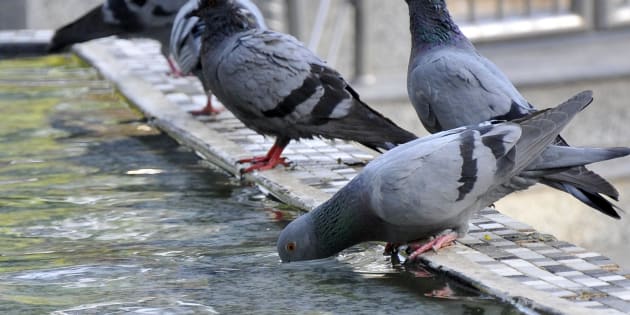 Pigeons Go On Strike, Won’t Deliver Messages From Indian Men Anymore