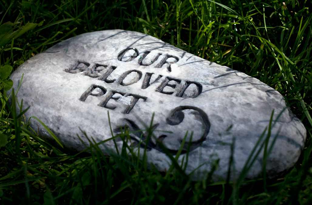 Family claims 'dead' dog dug his way out of grave and returned home - AOL
