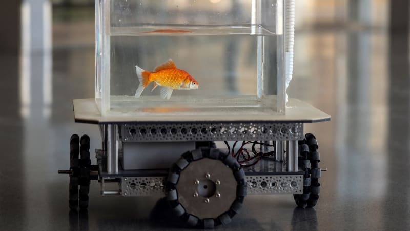 Israeli team trains goldfish to drive
