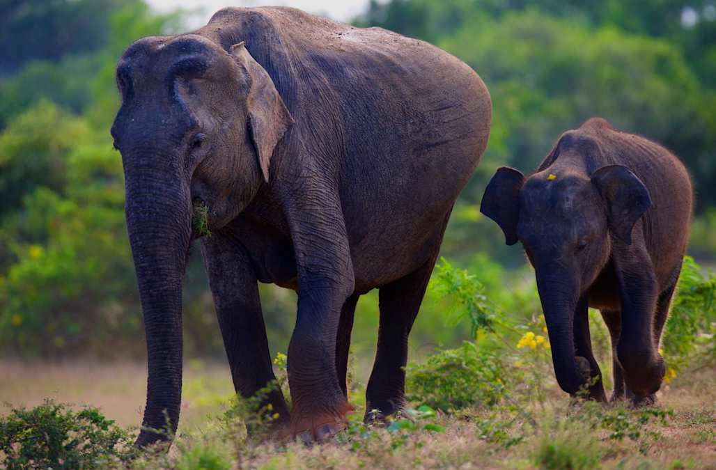 Quanto Tempo é A Gestação De Um Elefante