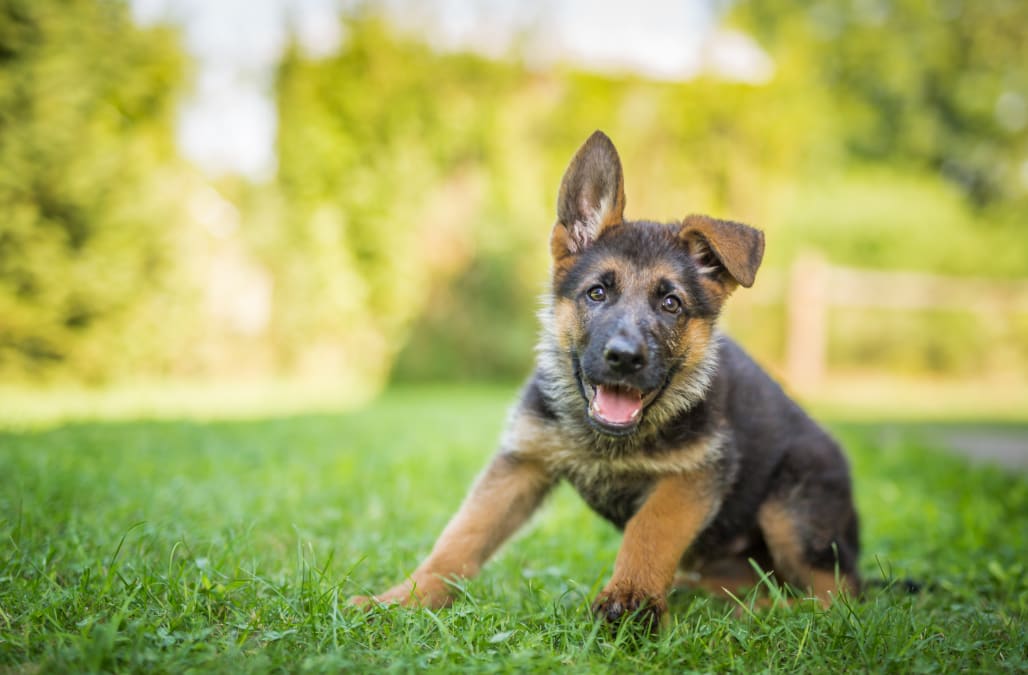 5 popular dog breeds to think twice about, according to a vet - AOL ...