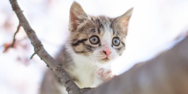 Le Saviez Vous Un Chat Peut Il Descendre D Un Arbre Nuage Ciel D Azur