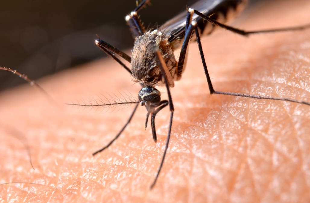 Mosquitos carrying deadly, brain-swelling virus detected in Florida