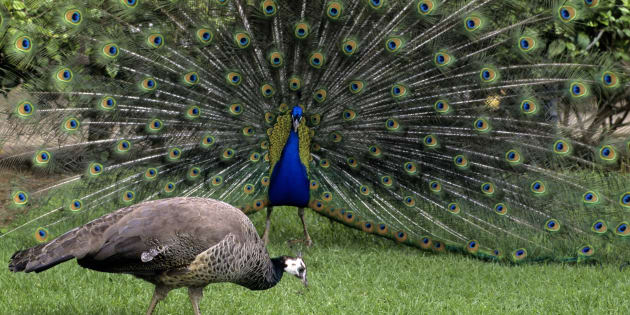 Dear Rajasthan High Court Judge Hate To Break It To You But Peacocks