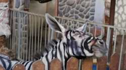 Ce zoo a peint un âne pour faire croire qu'il avait un