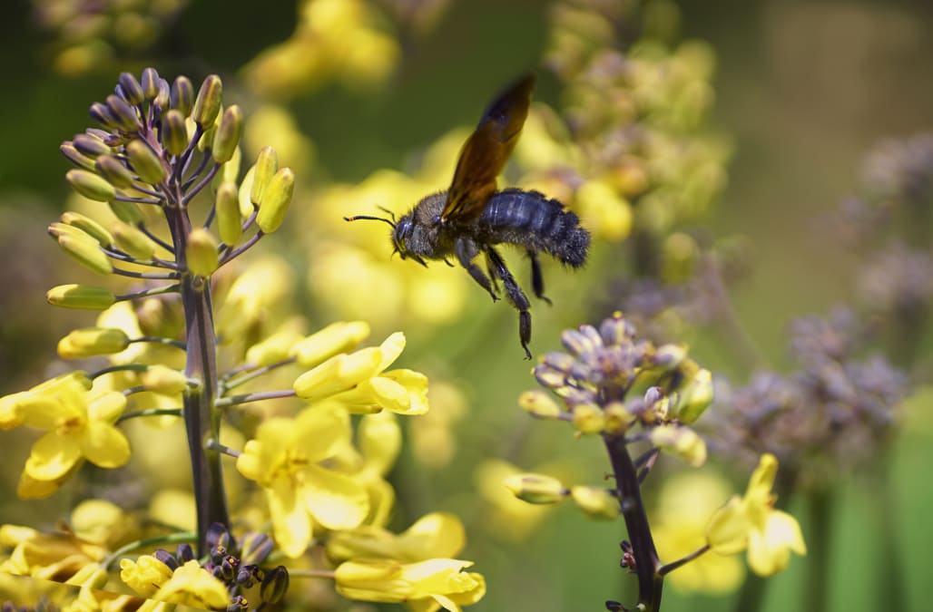 Ultra Rare Blue Bee Rediscovered By Researchers In Florida Aol News