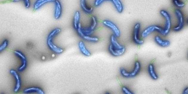 Caulobacter crescentus: primo Dna di un organismo vivente interamente generato da un algoritmo al computer