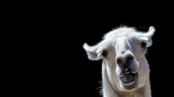 Un lama s'est invité chez un opticien