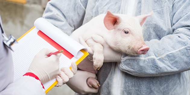 Cervelli di maiale riattivati dopo la morte. Perché la scoperta dell’Università di Yale potrebbe essere rivoluzionaria