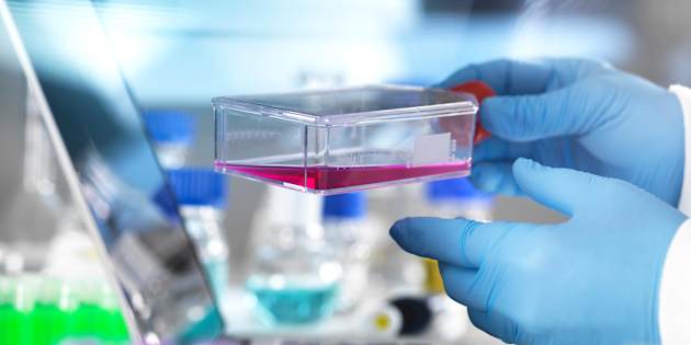 Le prime cellule staminali ‘invisibili’ ottenute in laboratorio. Sono senza rischio di rigetto