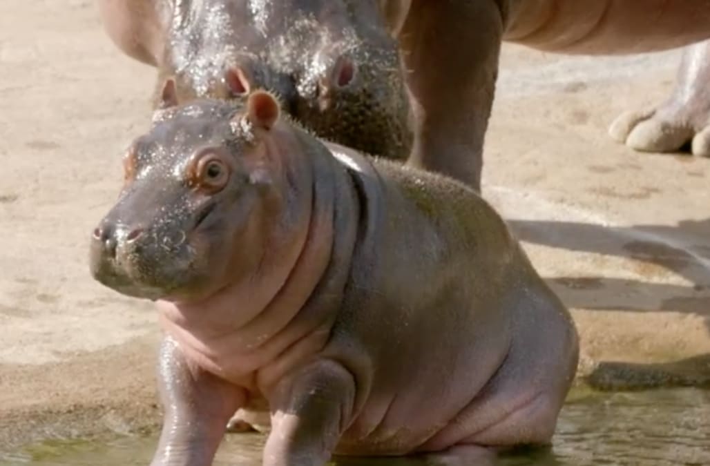 Zoo Babies Meet This Happy Baby Hippo From The Dallas Zoo