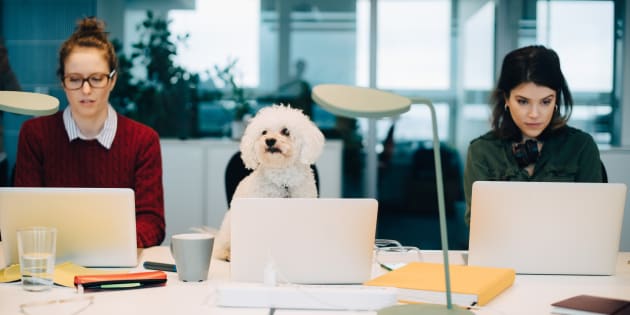I dipendenti di Unicredit possono portare il loro cane a lavoro.
