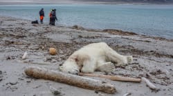 Indignation après l'abattage d'un ours polaire qui avait blessé un employé d'une croisière en