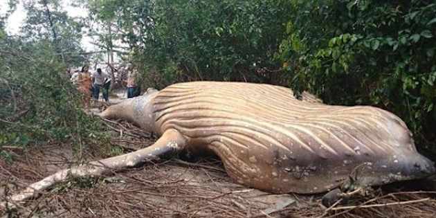 Il mistero della megattera trovata morta in piena foresta amazzonica
