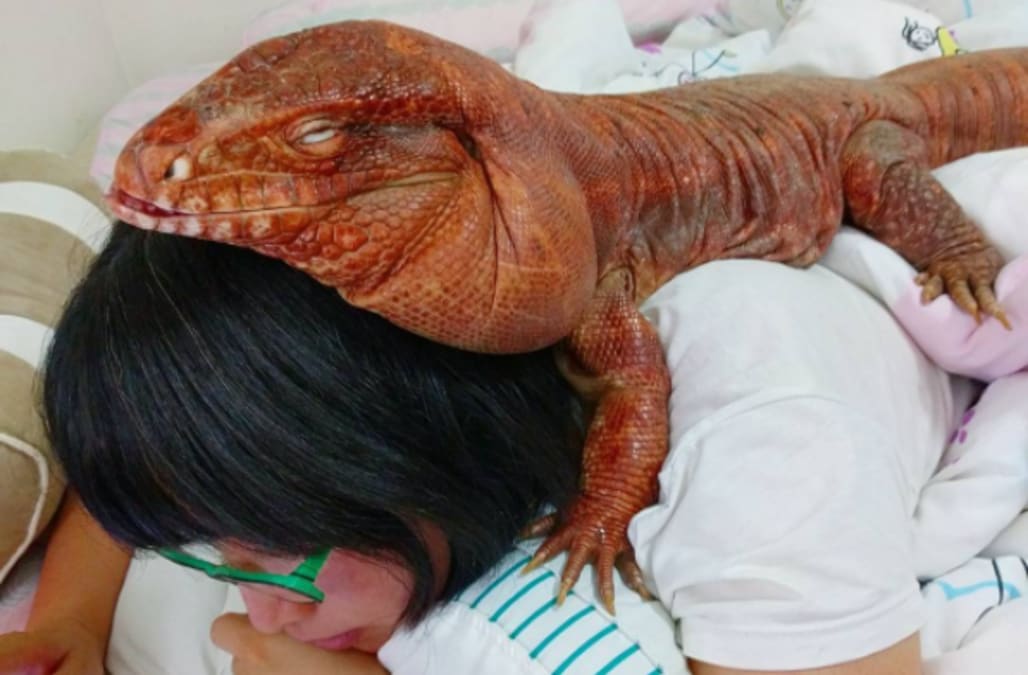 pet giant lizard